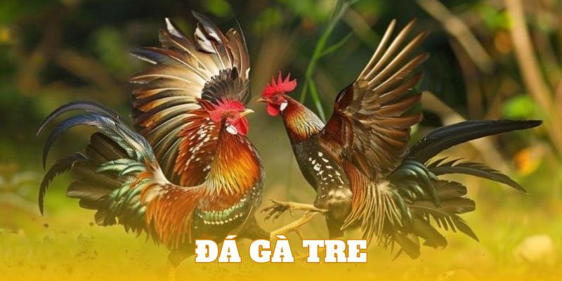 đá gà tre